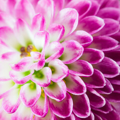 close up of pink flowers background nature ,Macro of pink petals blooming flowers 