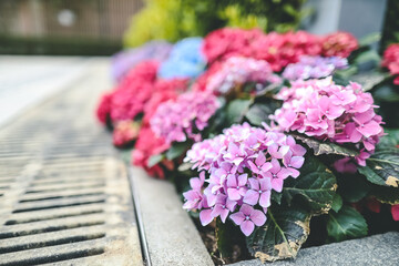 Colorful hydrangea flower garden , nature concept