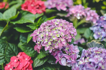 Colorful hydrangea flower garden , nature concept
