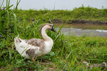 Indonesian goose swan on the lake side grass