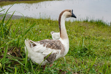 Naklejka na ściany i meble Indonesian goose swan on the lake side grass
