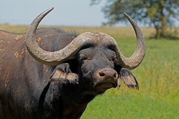 Portrait of an African or Cape buffalo (Syncerus caffer), South Africa.