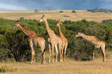 Family of giraffes (Giraffa camelopardalis) in natural habitat, South Africa.