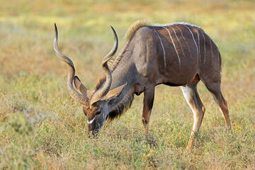 Male kudu antelope (Tragelaphus strepsiceros) feeding in natural habitat, Addo Elephant National Park, South Africa.