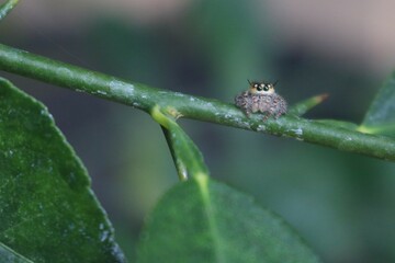 Spider Closeup
