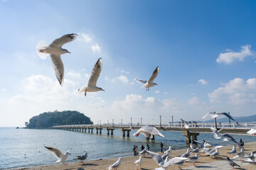 竹島とユリカモメの群れ
