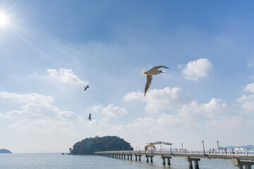 竹島とユリカモメの群れ
