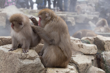 Naklejka premium A Snow Monkey (Japanese Macaque) grooming in Japan.