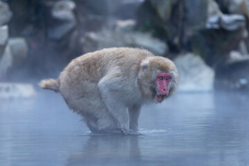 Snow Monkey (Japanese Macaque) in a warm spring in Japan.