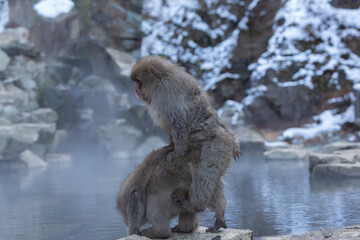 Obraz premium A Snow Monkey (Japanese Macaque) mating in a warm spring in Japan.