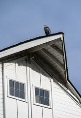Majestic great blue heron perched on the peak of a rustic white barn roof on a sunny day
