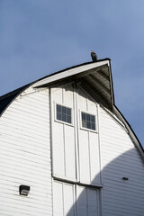 Majestic great blue heron perched on the peak of a rustic white barn roof on a sunny day

