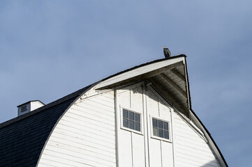 Majestic great blue heron perched on the peak of a rustic white barn roof on a sunny day

