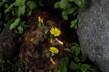 the yellow flowers