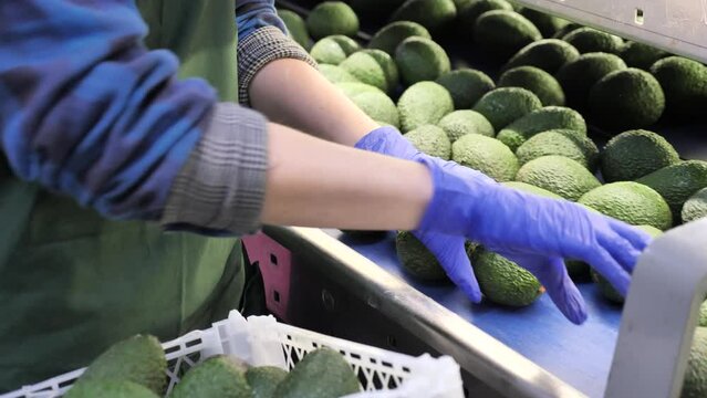 Fresh tropical fruit avocado in crates after packaging, warehouse at mango factory. High quality 4k footage