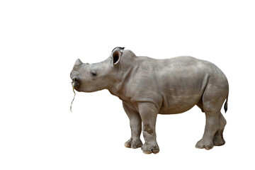 Rhinoceros isolated on transparent background png file
