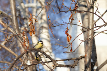 A beautiful little titmouse sits on a branch in winter and flies for food. Other birds are also sitting on the branches. Sparrows and titmice on a branch near the feeder