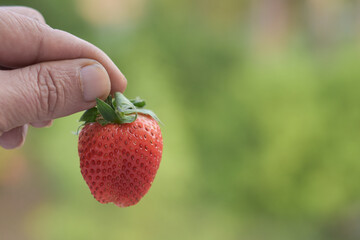 Strawberry is a red fresh strawberry in a natural garden.