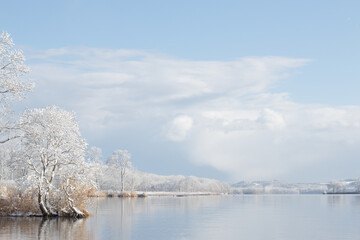 Treelined lakeshore on snowy winter morning - obrazy, fototapety, plakaty