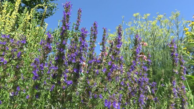 Bees drinking nectar from ysop flowers in front of a blue sky.