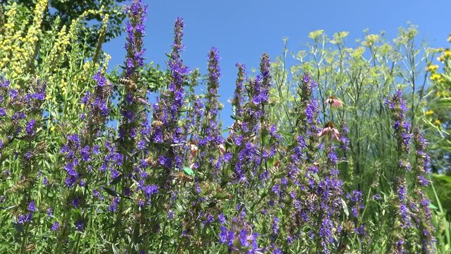 Bees drinking nectar from ysop blossoms in front of a blue sky.
