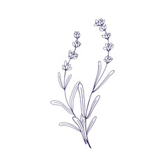 Outlined lavender flowers branches. Contoured French lavanda, floral plant. Botanical retro etched drawing of Provence lavendars. Detailed hand-drawn vector illustration isolated on white background