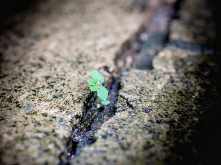 green plant growing in the ground