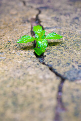 green plant growing in the ground