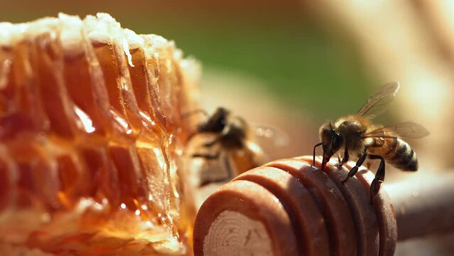 Bees swarming on honeycomb, extreme macro footage. Insects working in wooden beehive, collecting nectar from pollen of flower, create sweet honey. Filmed on a high-speed cinema camera, 1000 fps