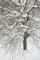 Cherry tree covered with fresh snow.