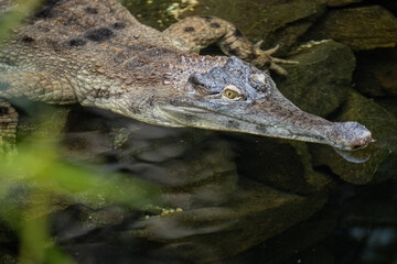 A scaly crocodile in the water.