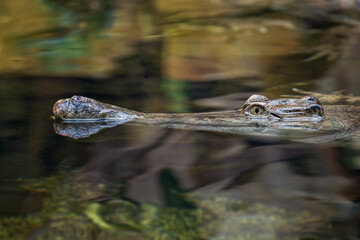A scaly crocodile in the water.