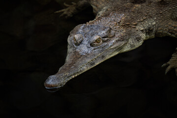 A scaly crocodile in the water.