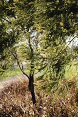 Fototapeta premium Tree branch hit by the wind