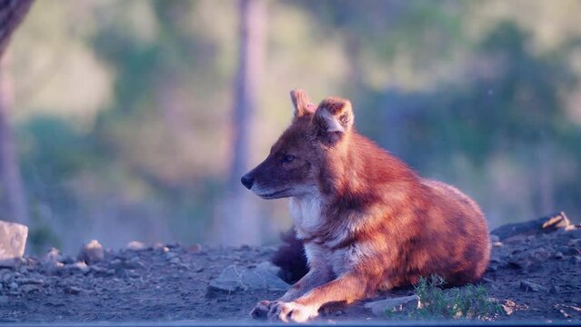 Static shot of a vibrant dhole lying down on the ground resting and looking around