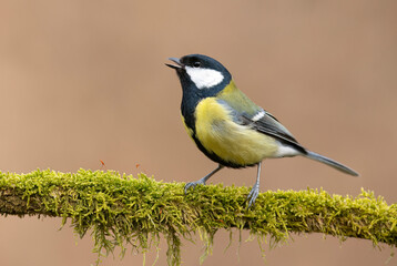 Obraz premium Great tit close up ( Parus major )