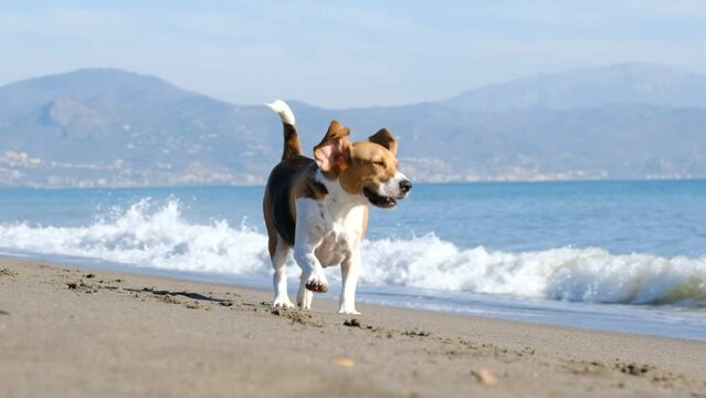 Beagle corriendo en la playa en camara lenta. Perro disfrutando en la orilla del mar. 