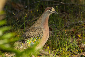 Common Bronzewing in Victoria, Australia