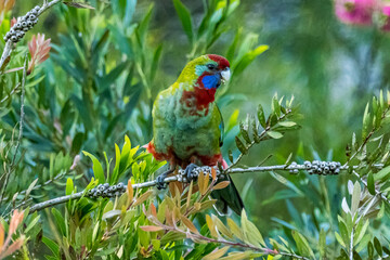 Crimson Rosella in Victoria, Australia