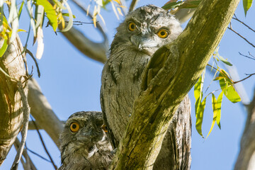 Tawny Frogmouth in Victoria, Australia