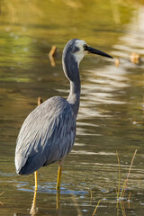 White-faced Heron in Victoria, Australia