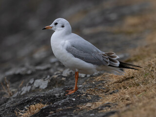 若いユリカモメ