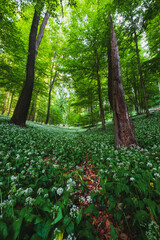 Spring blooming beech forest with beautiful white wild garlic, wild onions (Allium ursinum), garlic flower edible and healthy, Mecsek  middle mountains at sunset - 559680583