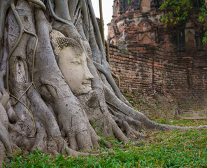 Fototapeta na wymiar Famous Buddha's head buried in the tree located in War Mahatat, Ayutthaya historic park, Thailand
