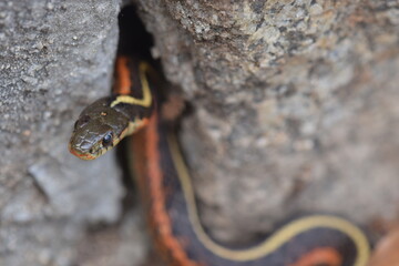 Snake