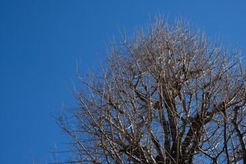 ginkgo tree is bare of leaves in winter