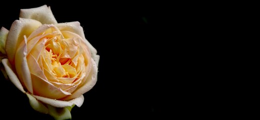 weiße rose auf schwarzem hintergrund  trauerkarte