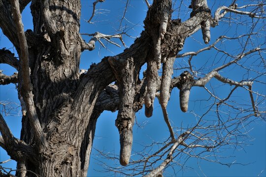 Lignotuber Of Ginkgo Tree Against Blue Sky