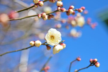 white Japanese apricot in full blooming