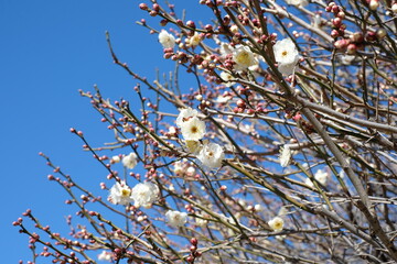 white Japanese apricot in full blooming